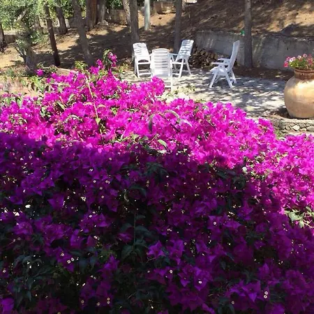 Bouganvilla * Cefalù
